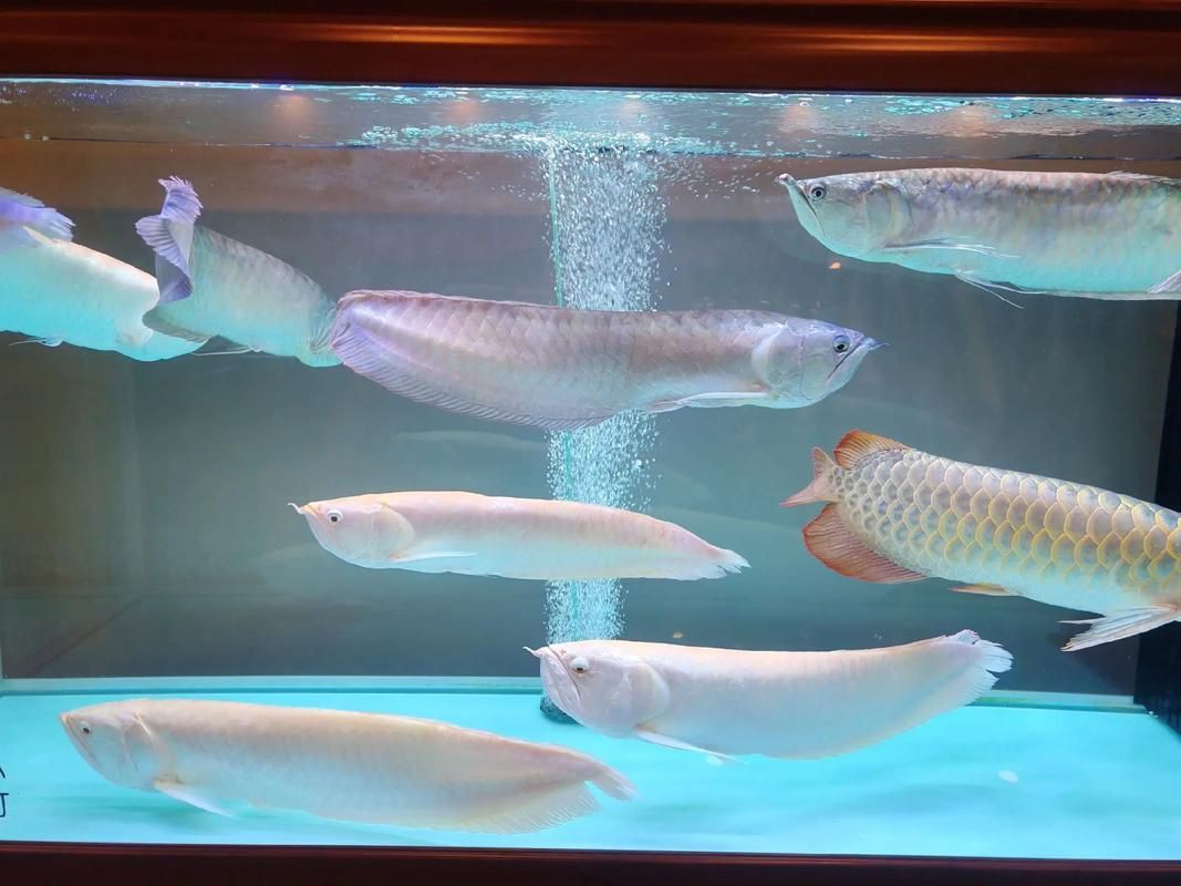 金龍混養(yǎng)最佳搭配圖【金龍魚混養(yǎng)的最佳5種配魚是什么】