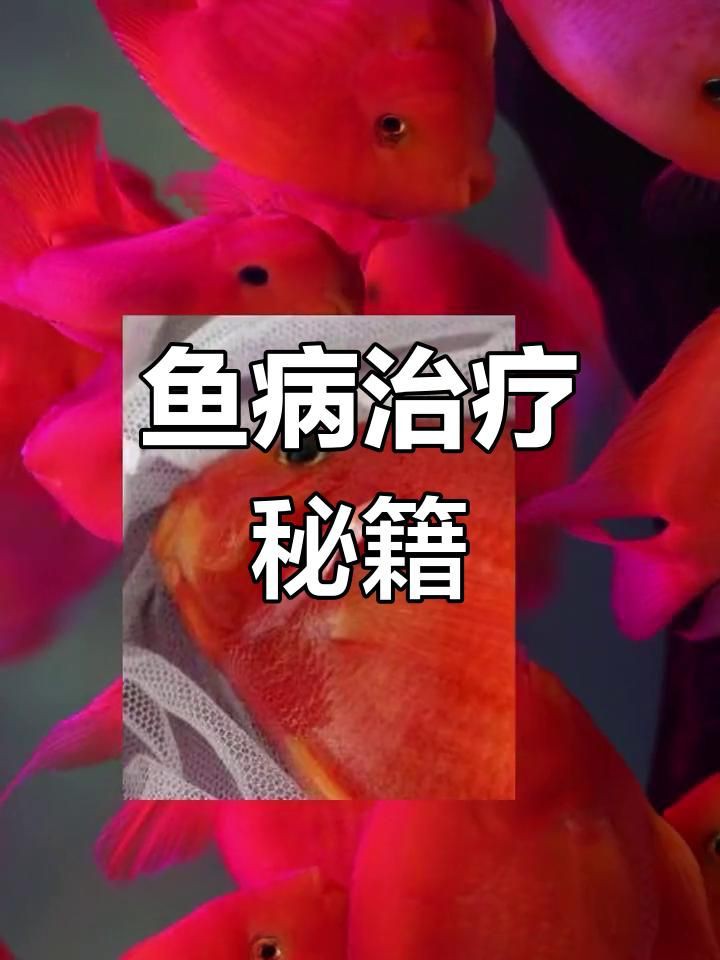 如何判斷龍魚是否患有翻鰓癥？【養的龍魚翻鰓,這4大原因預防起來全民小視頻】