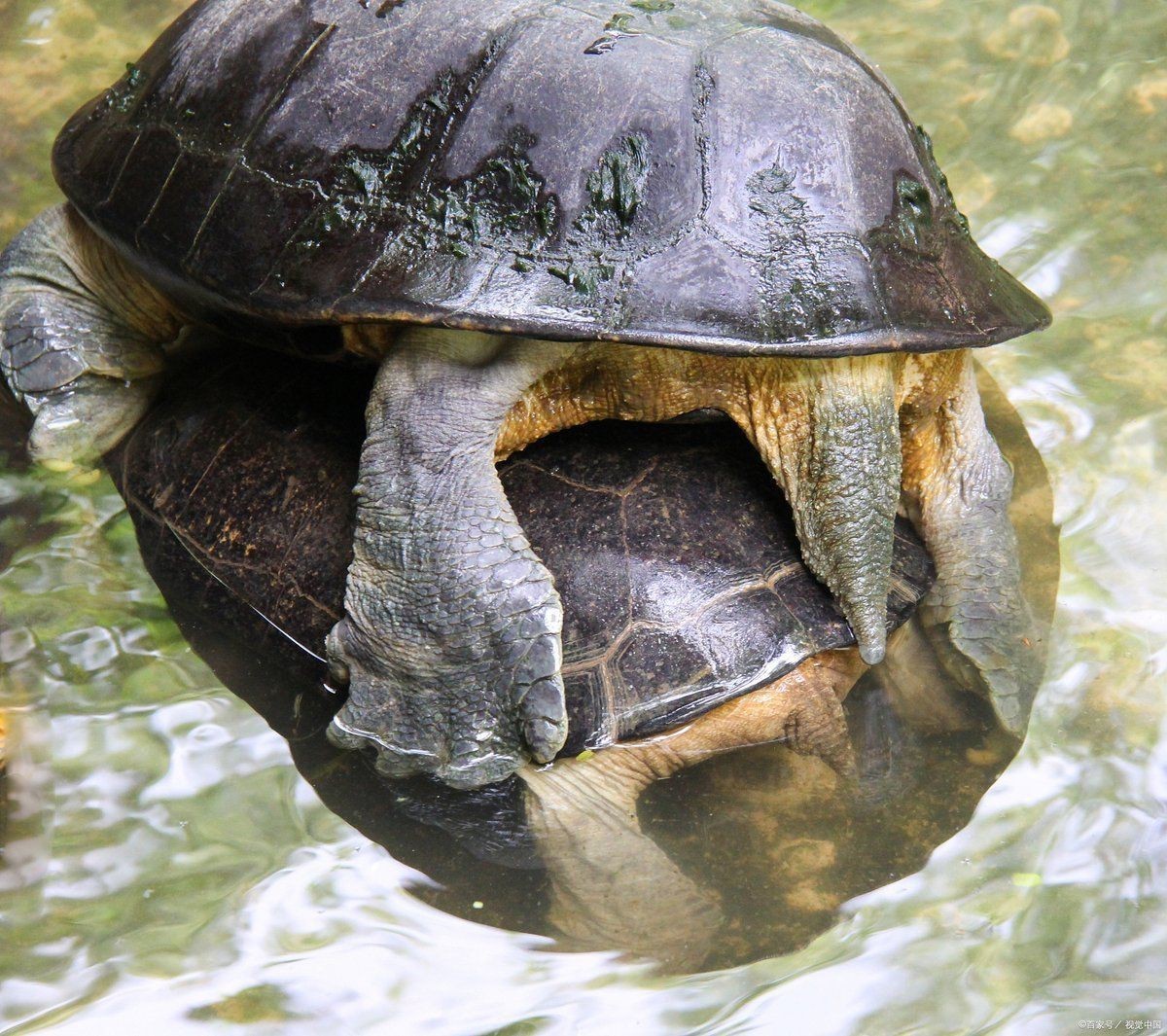 哪里買豬鼻龜最便宜【豬鼻龜價格多少錢一只】 哪里買豬鼻龜最便宜【豬鼻龜價格多少錢一只】 龍魚百科 第4張