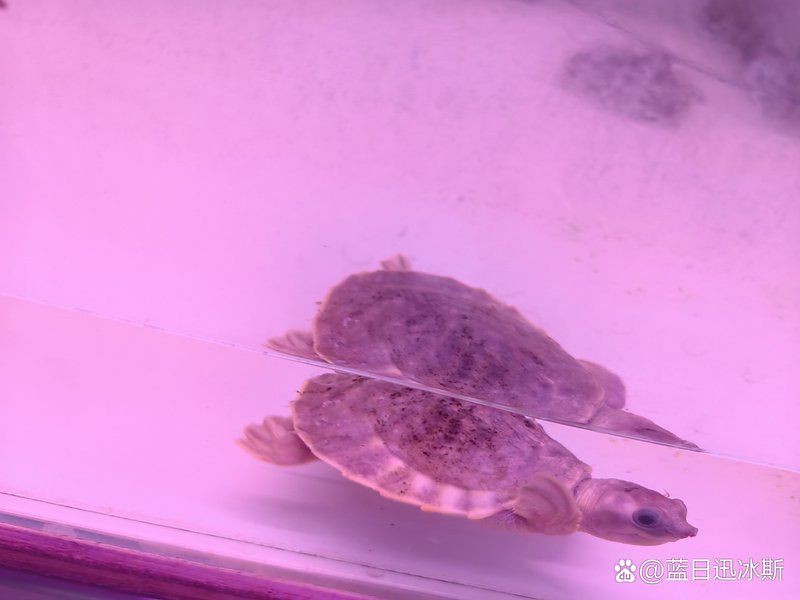 哪里買豬鼻龜最便宜【豬鼻龜價格多少錢一只】 哪里買豬鼻龜最便宜【豬鼻龜價格多少錢一只】 龍魚百科 第6張