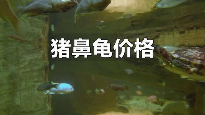 哪里買豬鼻龜最便宜【豬鼻龜價格多少錢一只】