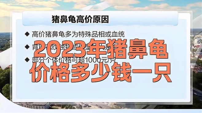 哪里買豬鼻龜最便宜【豬鼻龜價格多少錢一只】