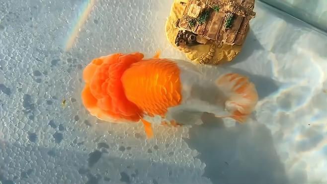 魚鰭充血自愈需要多長時間？【魚鰭充血怎么辦】