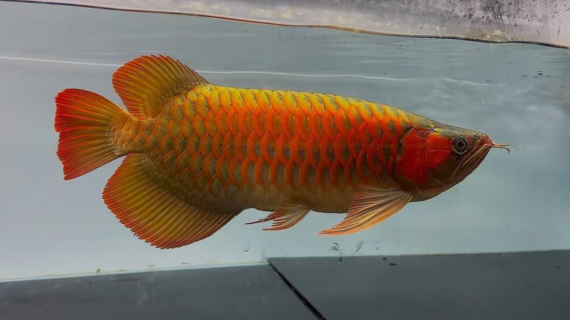 45公分還是橙色的紅龍【《45公分橙色的紅龍》45公分橙色紅龍魚飼養(yǎng)美學與鑒賞】