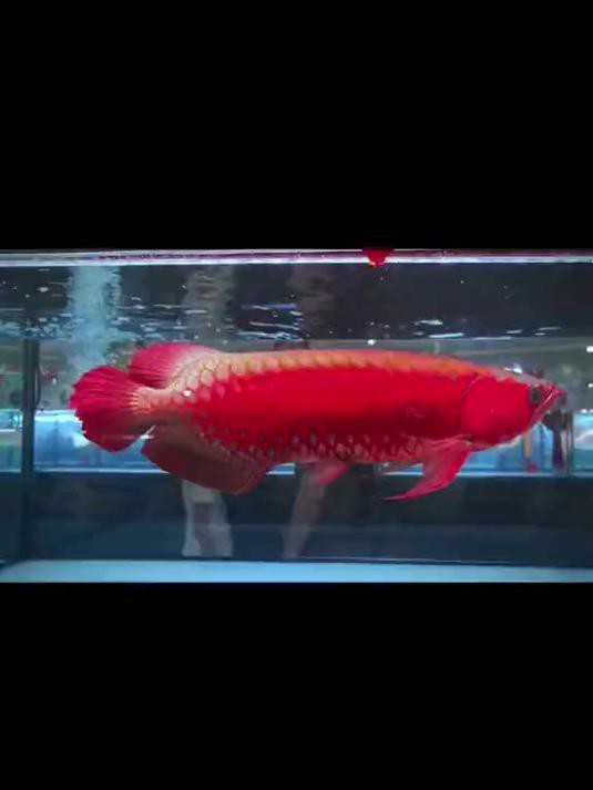 45公分還是橙色的紅龍【《45公分橙色的紅龍》45公分橙色紅龍魚飼養(yǎng)美學與鑒賞】