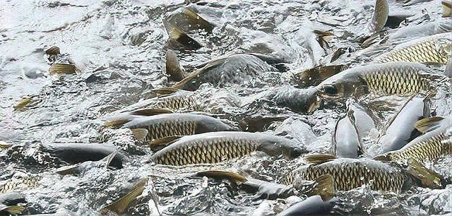 魚身上潰爛會自愈嗎？【養(yǎng)魚老道推廣春季升溫加州鱸、生魚爛身病能自愈嗎】