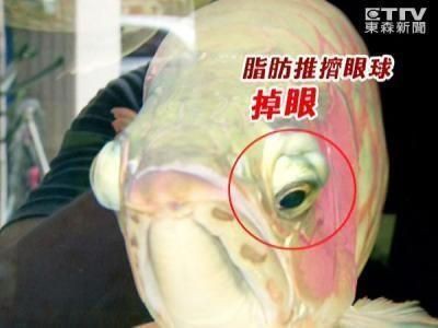 有哪些常見的超血紅龍魚疾病？【寶爸裝家手記，龍魚可能有哪些常見的疾病懵懂的眼睛】