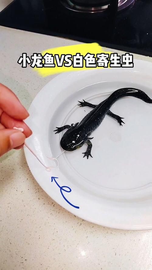 小龍魚圖片【養殖小龍魚需注意環境配置小龍魚從卵到龍全過程】