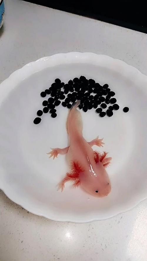 小龍魚圖片【養殖小龍魚需注意環境配置小龍魚從卵到龍全過程】