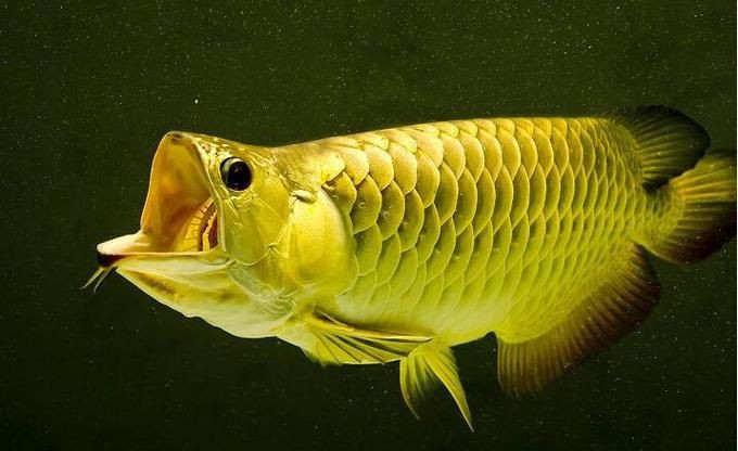 小龍魚圖片【養殖小龍魚需注意環境配置小龍魚從卵到龍全過程】