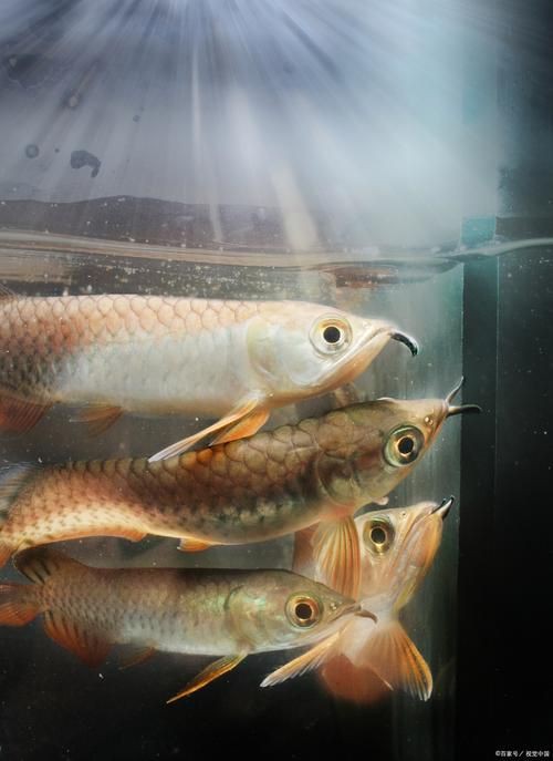 小龍魚圖片【養殖小龍魚需注意環境配置小龍魚從卵到龍全過程】