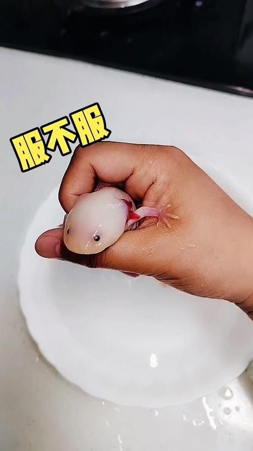 小龍魚圖片【養殖小龍魚需注意環境配置小龍魚從卵到龍全過程】