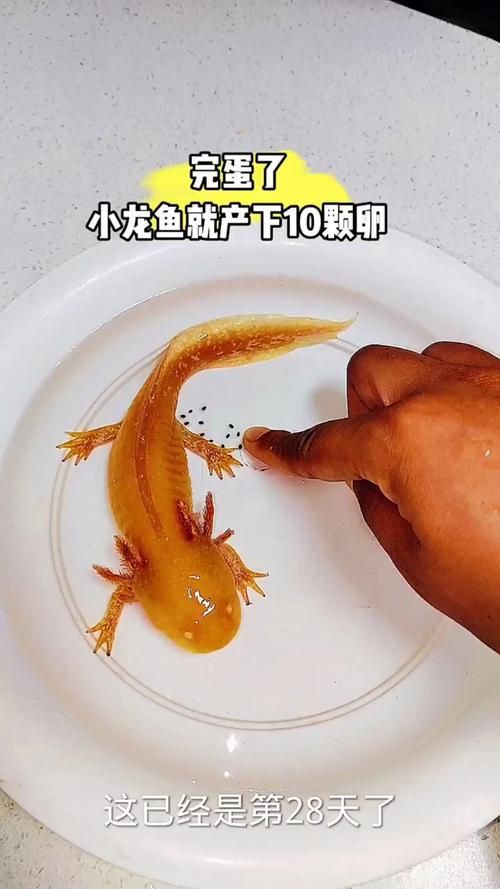 小龍魚圖片【養殖小龍魚需注意環境配置小龍魚從卵到龍全過程】
