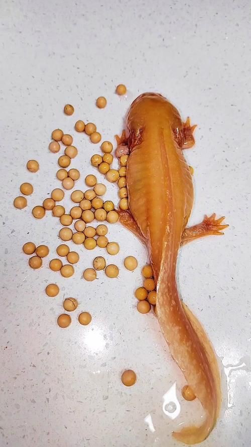小龍魚圖片【養殖小龍魚需注意環境配置小龍魚從卵到龍全過程】