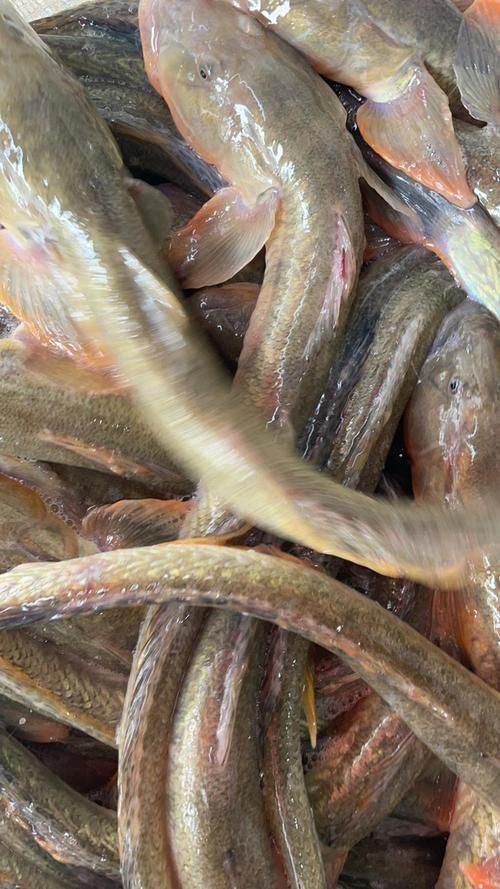 小龍魚圖片【養殖小龍魚需注意環境配置小龍魚從卵到龍全過程】