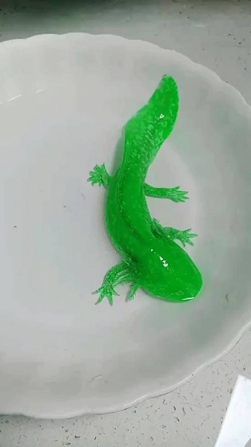 小龍魚圖片【養殖小龍魚需注意環境配置小龍魚從卵到龍全過程】