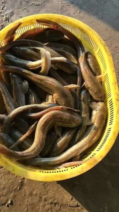 小龍魚圖片【養殖小龍魚需注意環境配置小龍魚從卵到龍全過程】