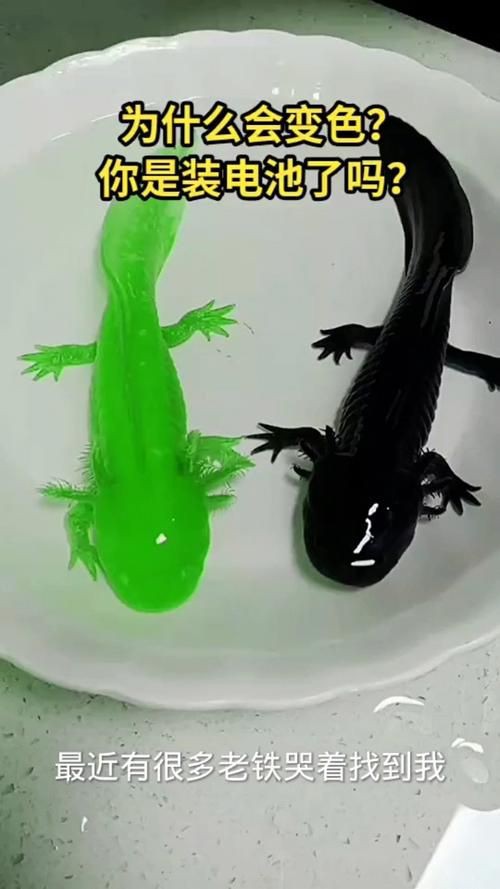 小龍魚圖片【養殖小龍魚需注意環境配置小龍魚從卵到龍全過程】