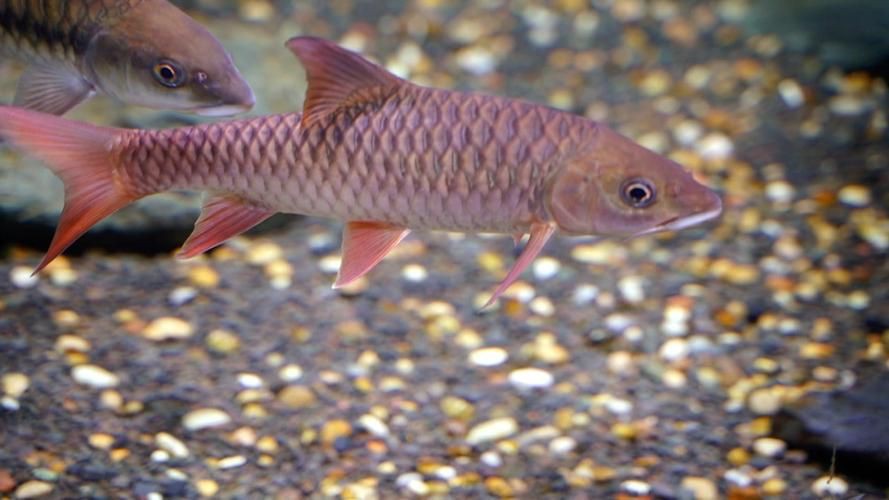 馬來西亞十大淡水魚圖片【“河魚之王”忘不了魚】