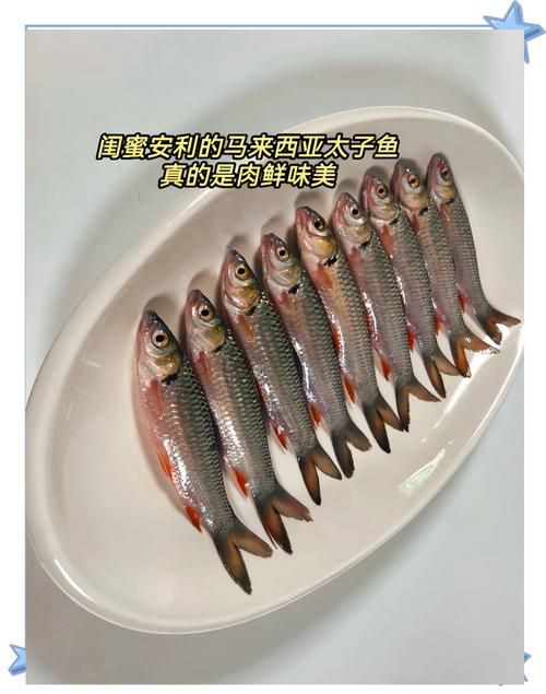 馬來西亞十大淡水魚圖片【“河魚之王”忘不了魚】