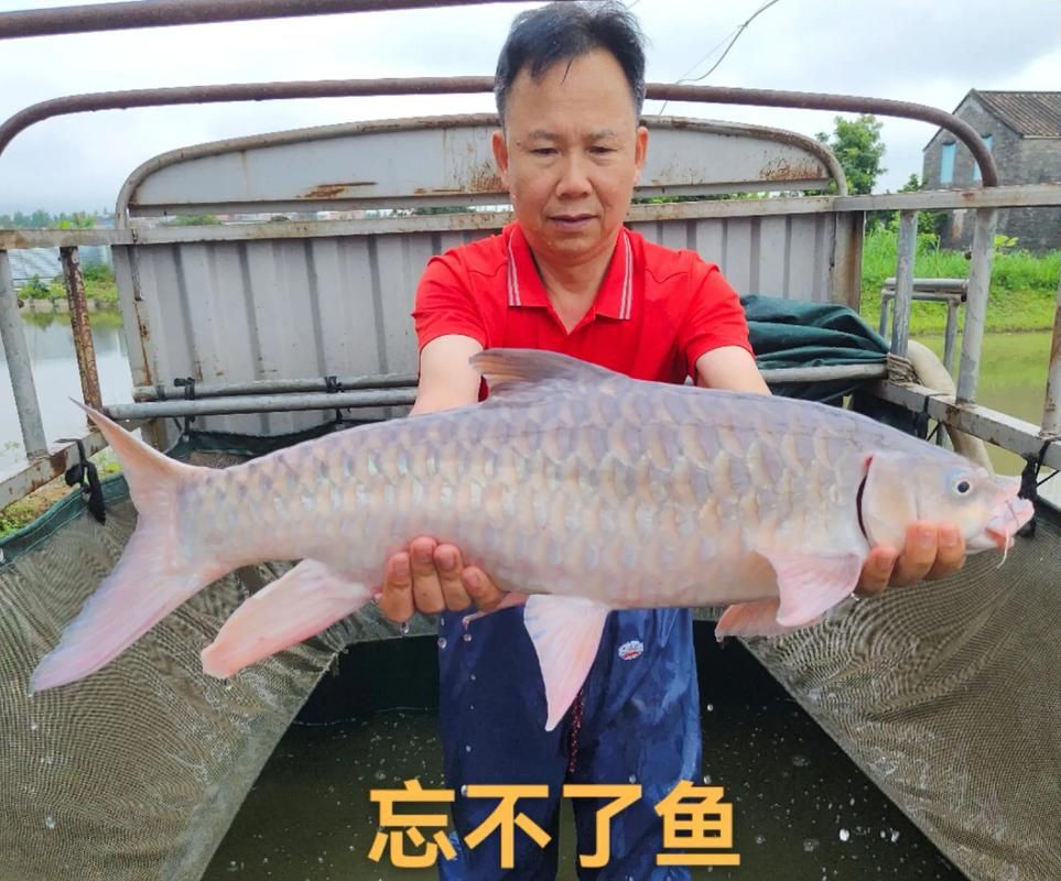 馬來西亞十大淡水魚圖片【“河魚之王”忘不了魚】