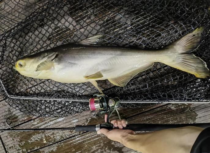 馬來西亞十大淡水魚圖片【“河魚之王”忘不了魚】