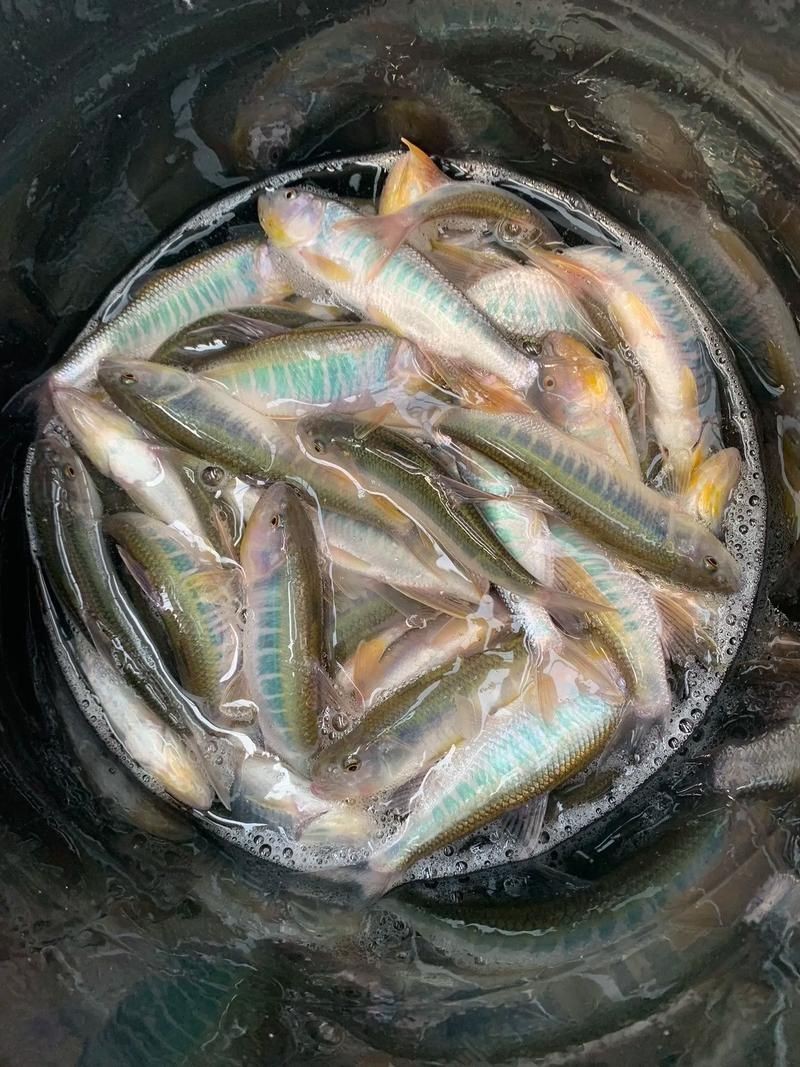 馬來西亞十大淡水魚圖片【“河魚之王”忘不了魚】