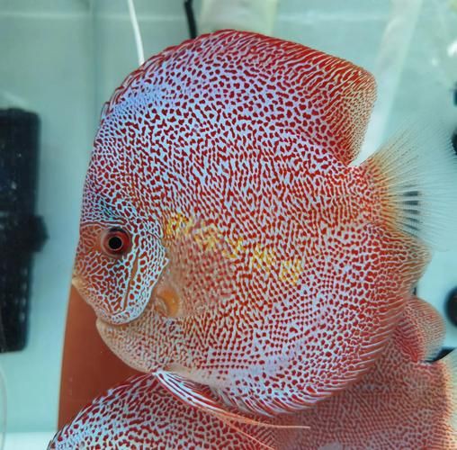 馬來西亞十大淡水魚圖片【“河魚之王”忘不了魚】