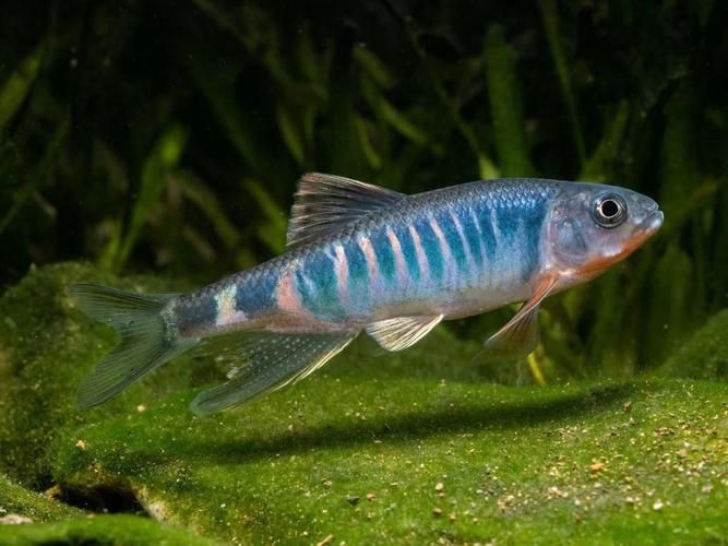 馬來西亞十大淡水魚圖片【“河魚之王”忘不了魚】