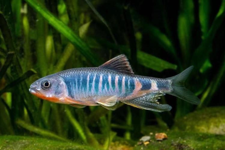 馬來西亞十大淡水魚圖片【“河魚之王”忘不了魚】
