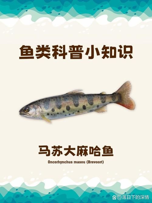 馬來西亞十大淡水魚圖片【“河魚之王”忘不了魚】