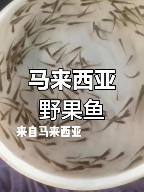 馬來西亞十大淡水魚圖片【“河魚之王”忘不了魚】