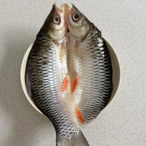 馬來西亞十大淡水魚圖片【“河魚之王”忘不了魚】