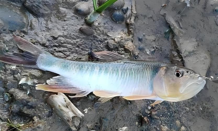 馬來西亞十大淡水魚圖片【“河魚之王”忘不了魚】