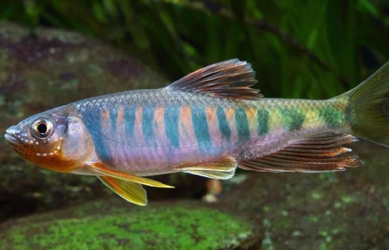 馬來西亞十大淡水魚圖片【“河魚之王”忘不了魚】
