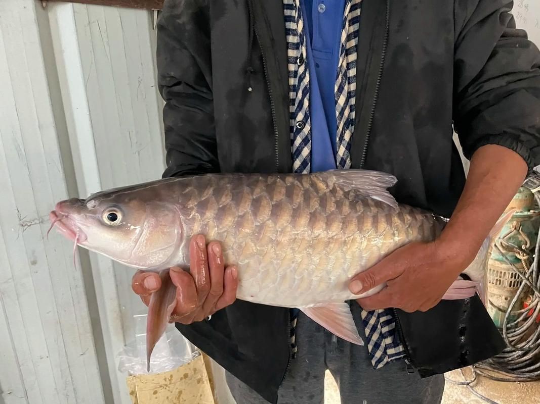 馬來西亞十大淡水魚圖片【“河魚之王”忘不了魚】