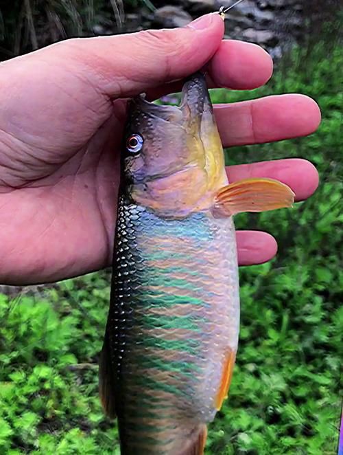馬來西亞十大淡水魚圖片【“河魚之王”忘不了魚】
