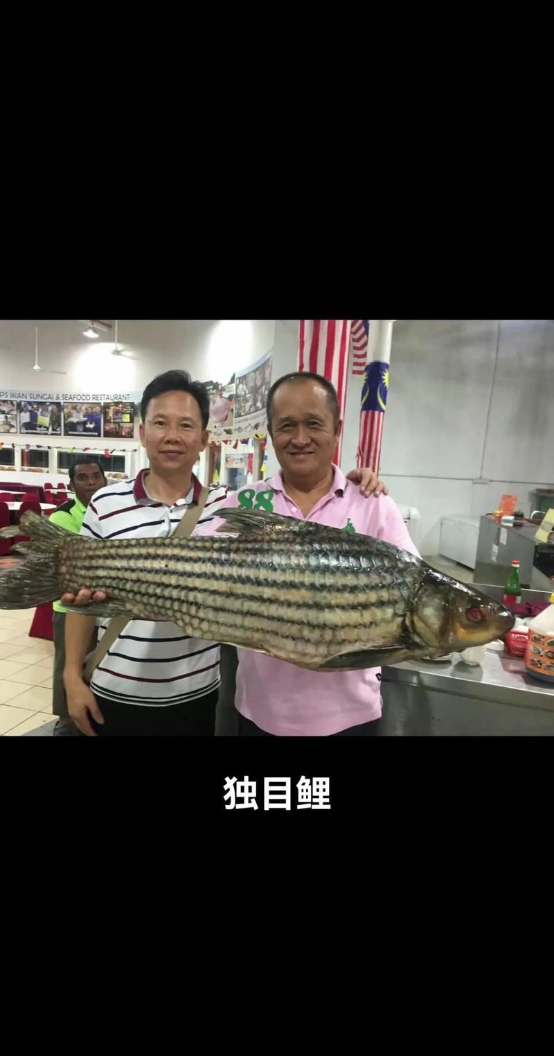 馬來西亞十大淡水魚圖片【“河魚之王”忘不了魚】
