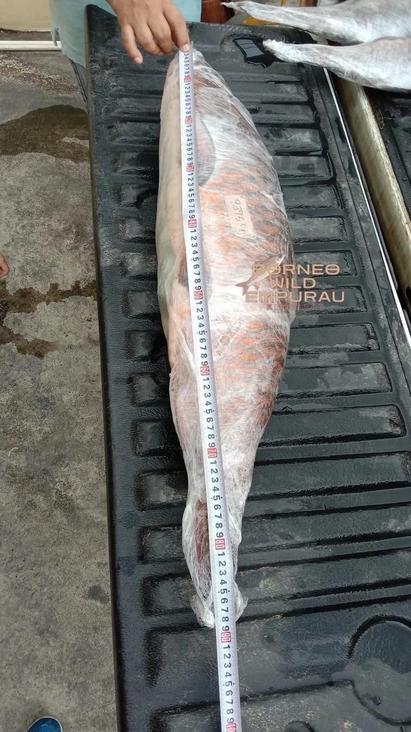 馬來西亞十大淡水魚圖片【“河魚之王”忘不了魚】