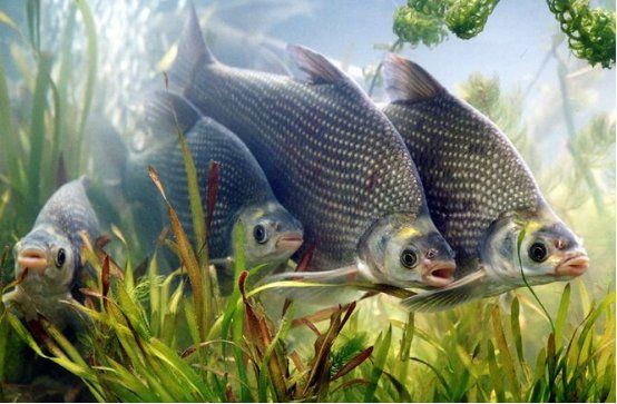 營(yíng)口水族批發(fā)市場(chǎng)【東北地區(qū)重要的水族產(chǎn)品集散地——營(yíng)口水族批發(fā)市場(chǎng)】