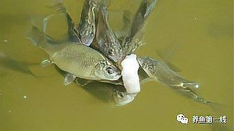 魚浮頭時可以喂食嗎？【《魚浮頭時可以喂食嗎》當魚出現浮頭現象時一般不建議喂食】