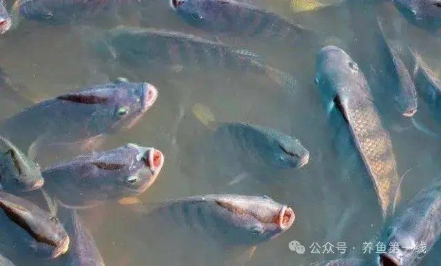 魚浮頭時(shí)可以喂食嗎？【《魚浮頭時(shí)可以喂食嗎》當(dāng)魚出現(xiàn)浮頭現(xiàn)象時(shí)一般不建議喂食】