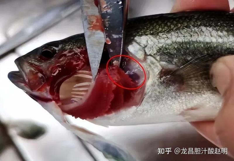 魚浮頭時(shí)可以喂食嗎？【《魚浮頭時(shí)可以喂食嗎》當(dāng)魚出現(xiàn)浮頭現(xiàn)象時(shí)一般不建議喂食】