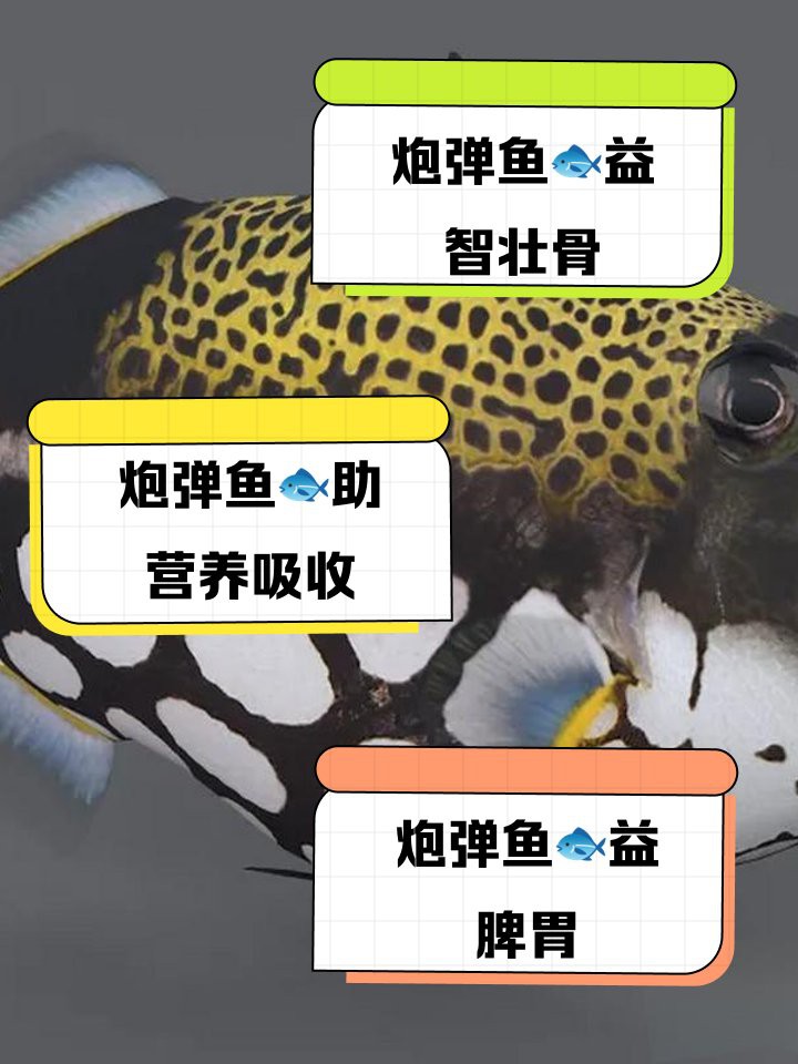 炮彈魚為什么不建議吃【關(guān)于炮彈魚的健康風(fēng)險(xiǎn)】
