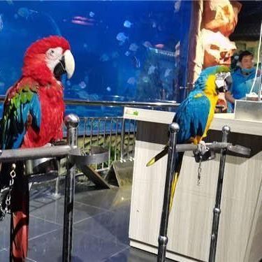 西寧水族店【探索海洋的奧秘與商業(yè)的無限可能】