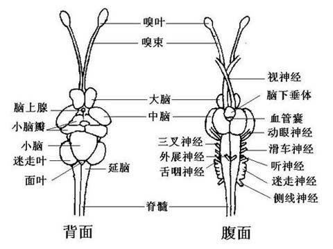 魚肚子里白色的像豬腦一樣的【《魚肚子里白色似豬腦物質探究》】