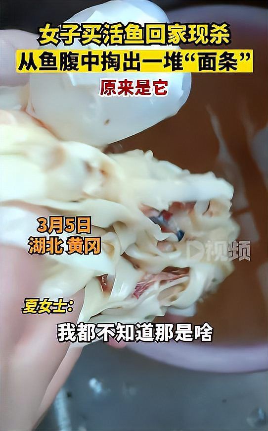 魚肚子里白色的像豬腦一樣的【《魚肚子里白色似豬腦物質探究》】