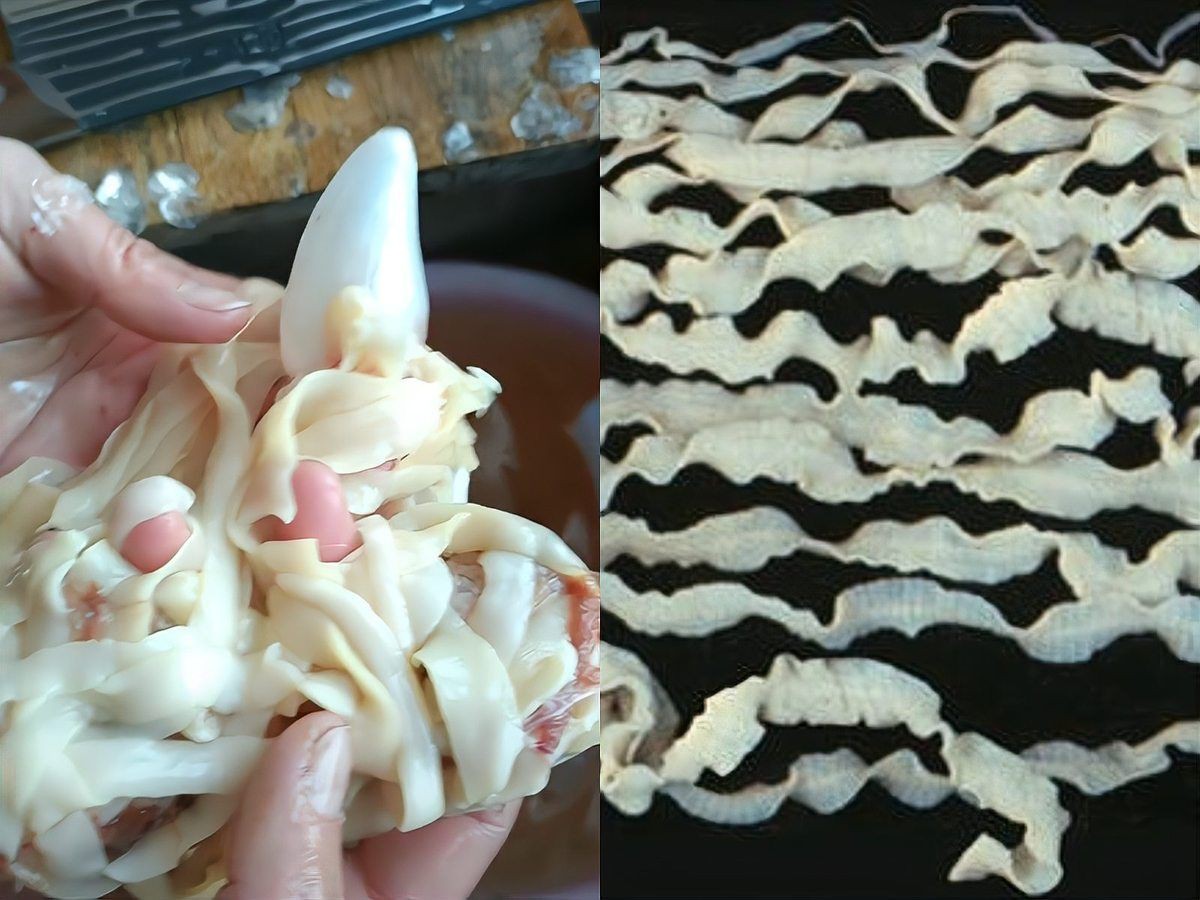 魚肚子里白色的像豬腦一樣的【《魚肚子里白色似豬腦物質探究》】