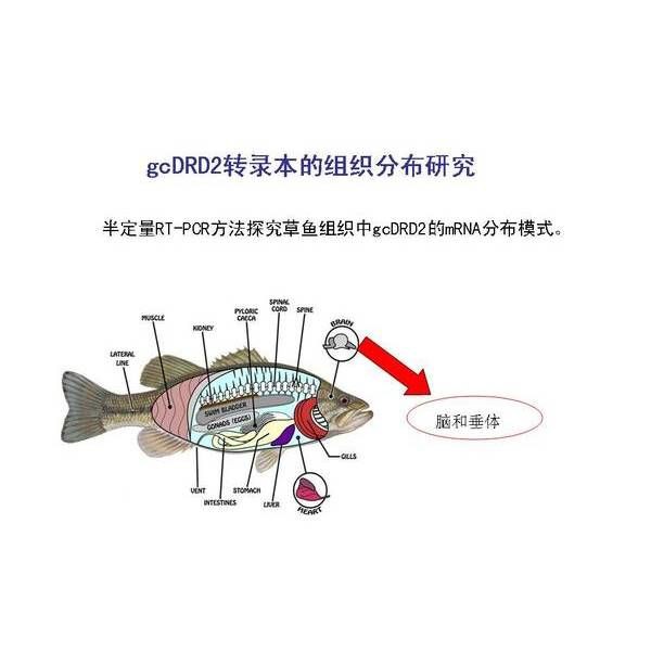魚肚子里白色的像豬腦一樣的【《魚肚子里白色似豬腦物質探究》】