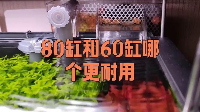 60和80的魚缸哪個好【60和80魚缸哪個更好】